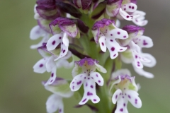 orchis-brule
